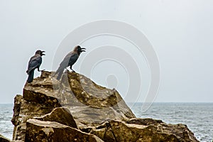 Two black crows sitting on the rocks