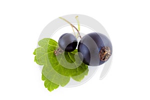 Two black currants with leaf