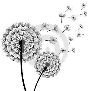 Two black dandelions blowing over white