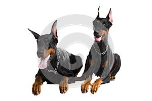 Two black dobermans