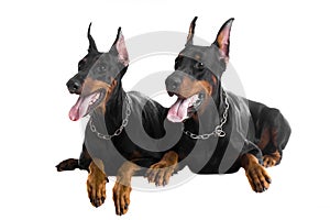 Two black dobermans