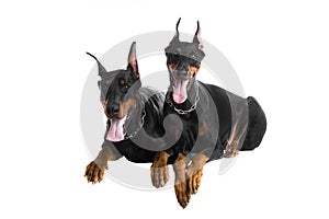 Two black dobermans