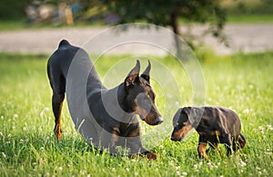 Two black dobermans on the grass