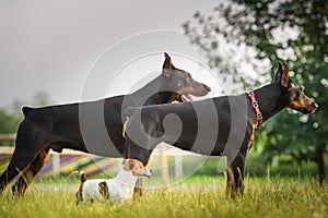 Two black dobermans