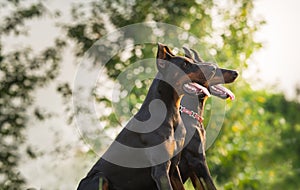 Two black dobermans