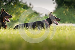 Two black dobermans