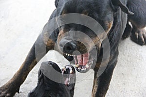 Two Black Dogs Fighting Showing Teeth