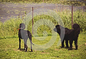 Two black dogs guarding their territory.