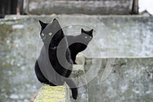 Two black domestic cats with yellow eyes sit on the wall