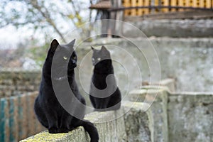 Two black domestic cats with yellow eyes sit on the wall