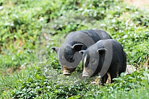 Two black domestic piglets with green grass on background