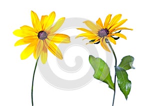 Two Black-Eyed Susan photo