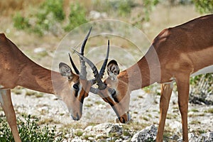 Two black faced impala