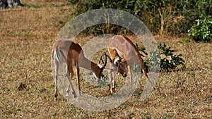 Two black-faced impala antelopes fighting with their antlers in Chobe National Park, Botswana, Africa.