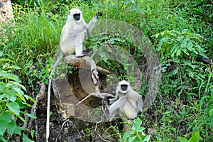 Two Black faced langur monkeys sitting on roadside rocky wall. Monkeys are sitting and watching