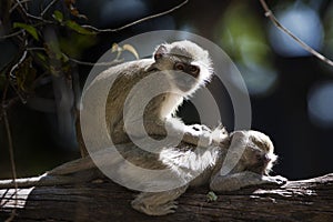 Two black-faced Vervets grooming
