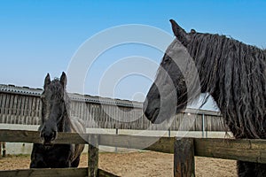 Two black friesian horses leaning over areas fence