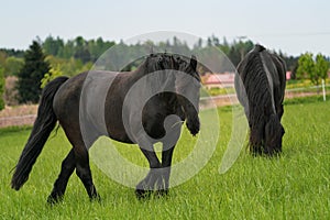 Two black friesian horses standing on the pasture