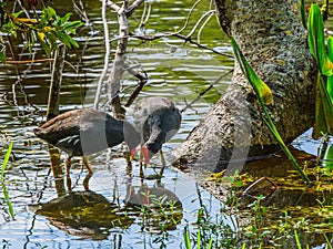 Two Black Gallinules Reflecting