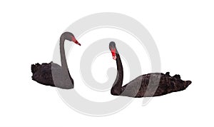 Two black graceful Swan floating on a white background