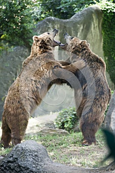 Two black grizzly bears while fighting