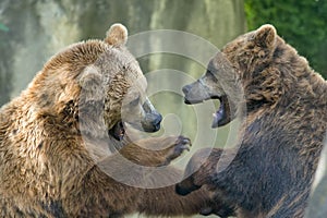 Two black grizzly bears while fighting