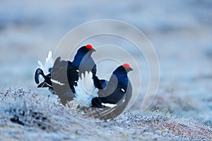 Two black grouse, detail head portrait. Black Grouse, Tetrao tetrix, lekking black bird in marshland, red cap head, animal in