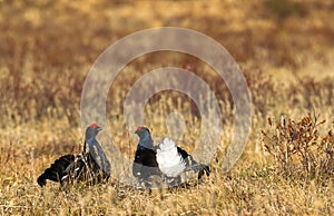 Two black grouse - Tetrao tetrix - lek in Norway