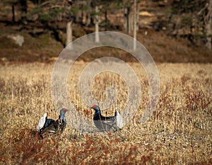 Two black grouse - Tetrao tetrix - lek in Norway