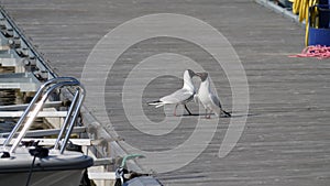 Two Black-headed Gull on a Jetty With Aggressive Behavior, Slowmo