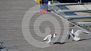 Two Black-headed Gull on a Jetty Fighting, Slowmo