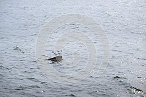 Two black headed gull standing on stones in the water and reflec