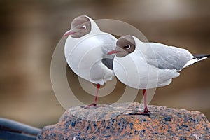 Two black-headed gulls are almost indistinguishable from each other