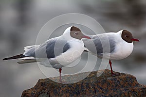 Two black-headed gulls are almost indistinguishable from each other photo
