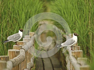 Two black-headed gulls sitting on the railings of wooden path