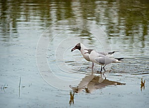 Two black-headed gulls standing in the lake and squarreling - nationalpark Neusiedlersee Seewinkel Burgenland