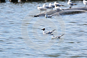 Two black headed gulls