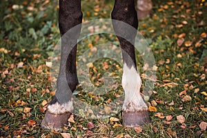 Two black horse hooves on a background of autumn grass