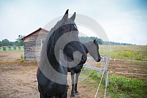Two black horse on village farm