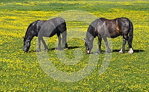 Two black horses in and buttercup field