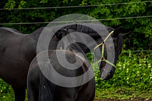 Two black horses on the farm.