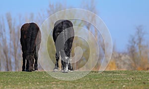 Two black horses graze on pasture