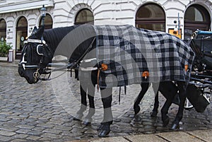 Two black horses harnessed in a carriage stand on a street in Vienna, Austria.