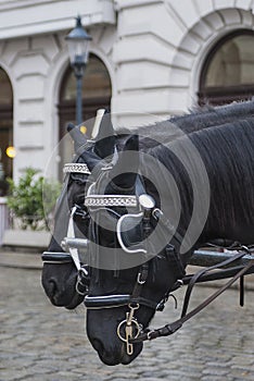 Two black horses harnessed in a carriage stand on a street in Vienna, Austria.