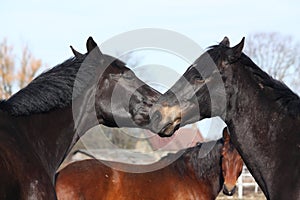 Two black horses nuzzling each other