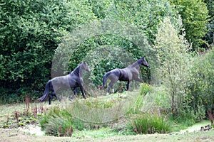 two black horses run free in meadow with trees and bushes