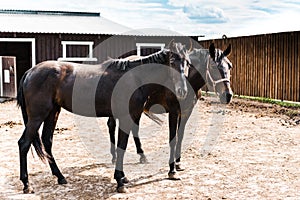 two black horses standing in stable at ranch and looking