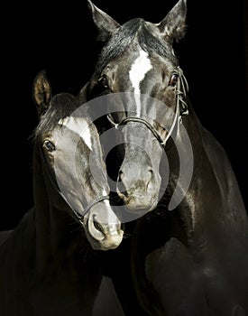 Two black horses with a white blaze on the head with halter are standing on a black background