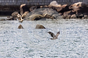 Two Black Kite  Milvus migrans  fighting