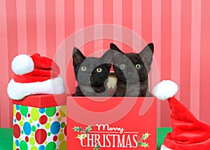 Two black kittens in Christmas presents